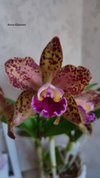 Rlc. Waianae Leopard.